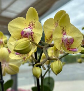 Orchidee in der Gärtnerei Götz Bindlach