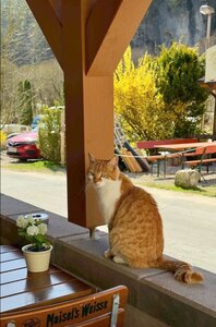 Unsere Hauskatze Burli