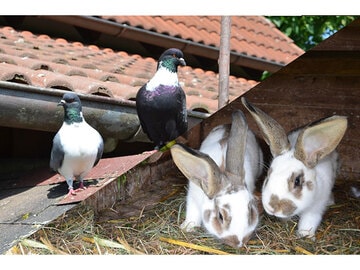Der Anziehungspunkt für unsere kleinen Gäste: Unsere Tauben und Hasen!