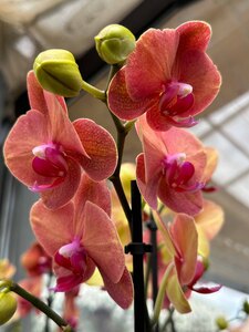 Orchidee in der Gärtnerei Götz Bindlach