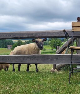 Unsere Schafe sind sehr neugierig und wollen nichts verpassen.
