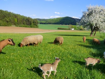 Unsere Schafe auf der Weide