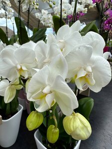Orchidee in der Gärtnerei Götz Bindlach