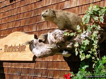 Sie geben der Hütte ihren Namen - Murmeltiere, Murmele im Allgäu, Mankei in Oberbayern genannt