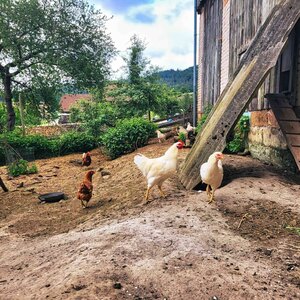 Die Hühner unseres Bauernhofes