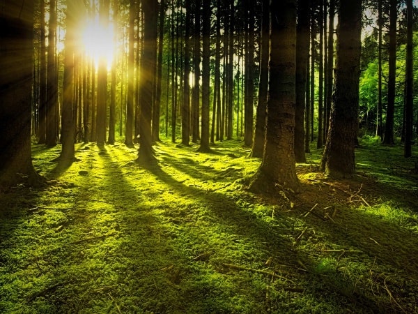 Wochenende der Achtsamkeit mit Waldbaden