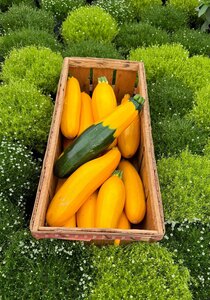Eigenanbau: ungespritzte Zucchini