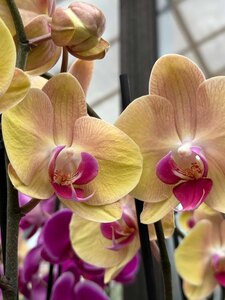 Orchidee in der Gärtnerei Götz Bindlach