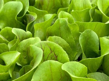 Radicchio Jungpflanzen in der Gärtnerei Götz Bindlach