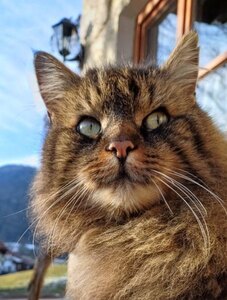 Unsere Hauskatze Burli