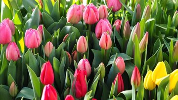 Frühling in der Gärtnerei Götz in Bindlach
