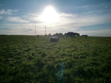 Die Schafsherde im Sonnenuntergang