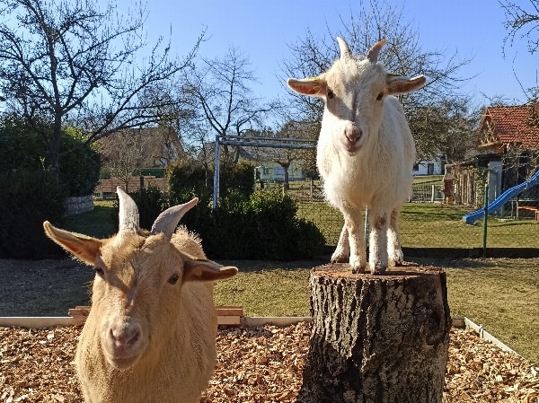 Zusammen mit unseren Tieren den Sommer in unserer traumhaften Ferienwohnung verbringen.