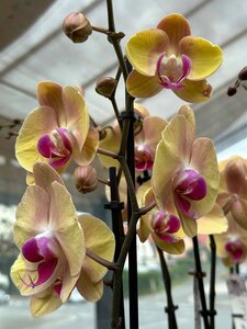 Orchidee in der Gärtnerei Götz Bindlach