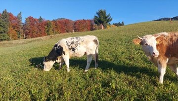 Unsere Kühe auf der Weide