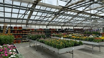 Sommerpflanzen in der Gärtnerei Götz