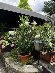 Gartenimpressionen
