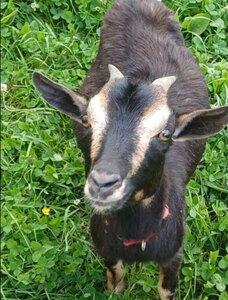 Oberleiterhof Ruhpolding – unsere Ziege Heidi