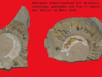 Seltener Fosilienfund am Adlitzer Berg