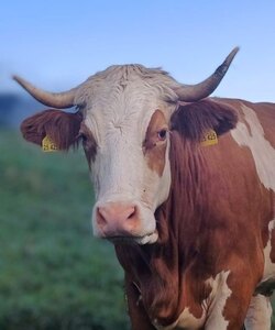 Oberleiterhof Ruhpolding – eine Kuh auf der Weide