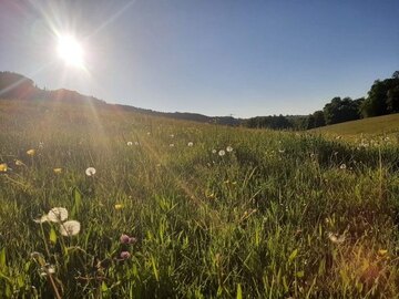 Oberleiterhof Ruhpolding – eine unserer Wiesen