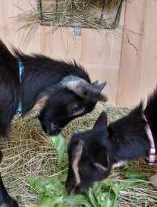 Oberleiterhof Ruhpolding – unsere Ziegen.