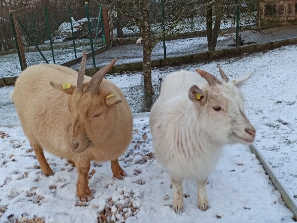 Zusammen mit unseren Tieren den Winter in unserer traumhaften Ferienwohnung verbringen.